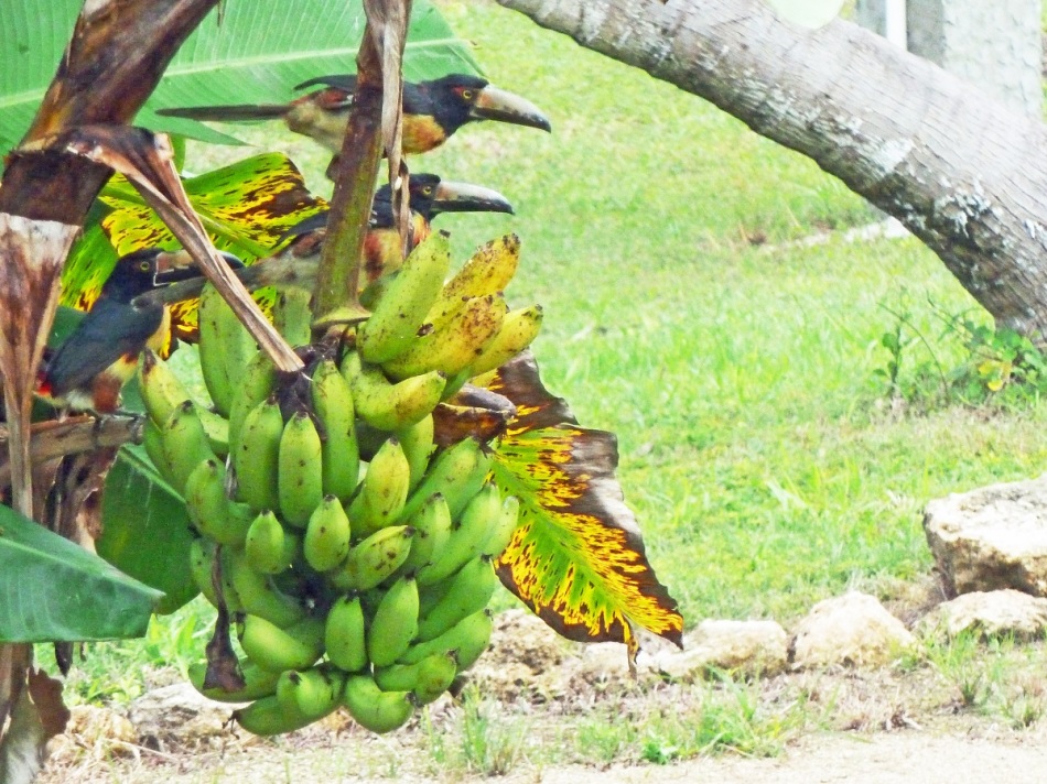 Aracari toucans gorging on ripe bananas just outside our window